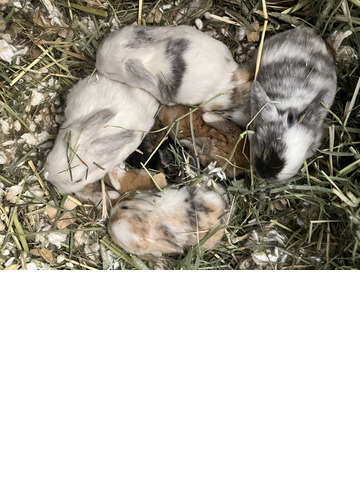 Baby Holland Lops, ready 5/27/22 - 1