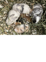 Baby Holland Lops, ready 5/27/22